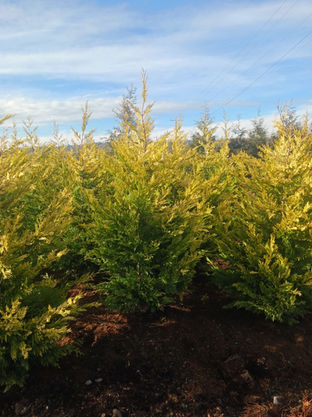 Gold Rider Cypress..jpg