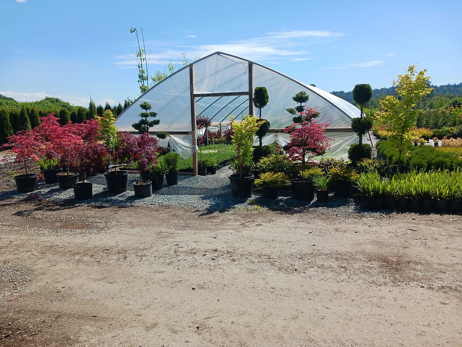 Evergreens-Nursery-Greenhouse.jpeg