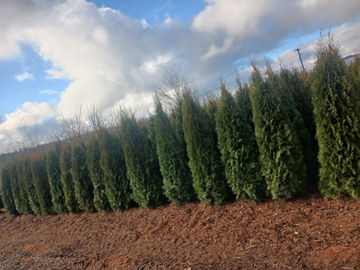 Emerald Green Arborvitae.jpg