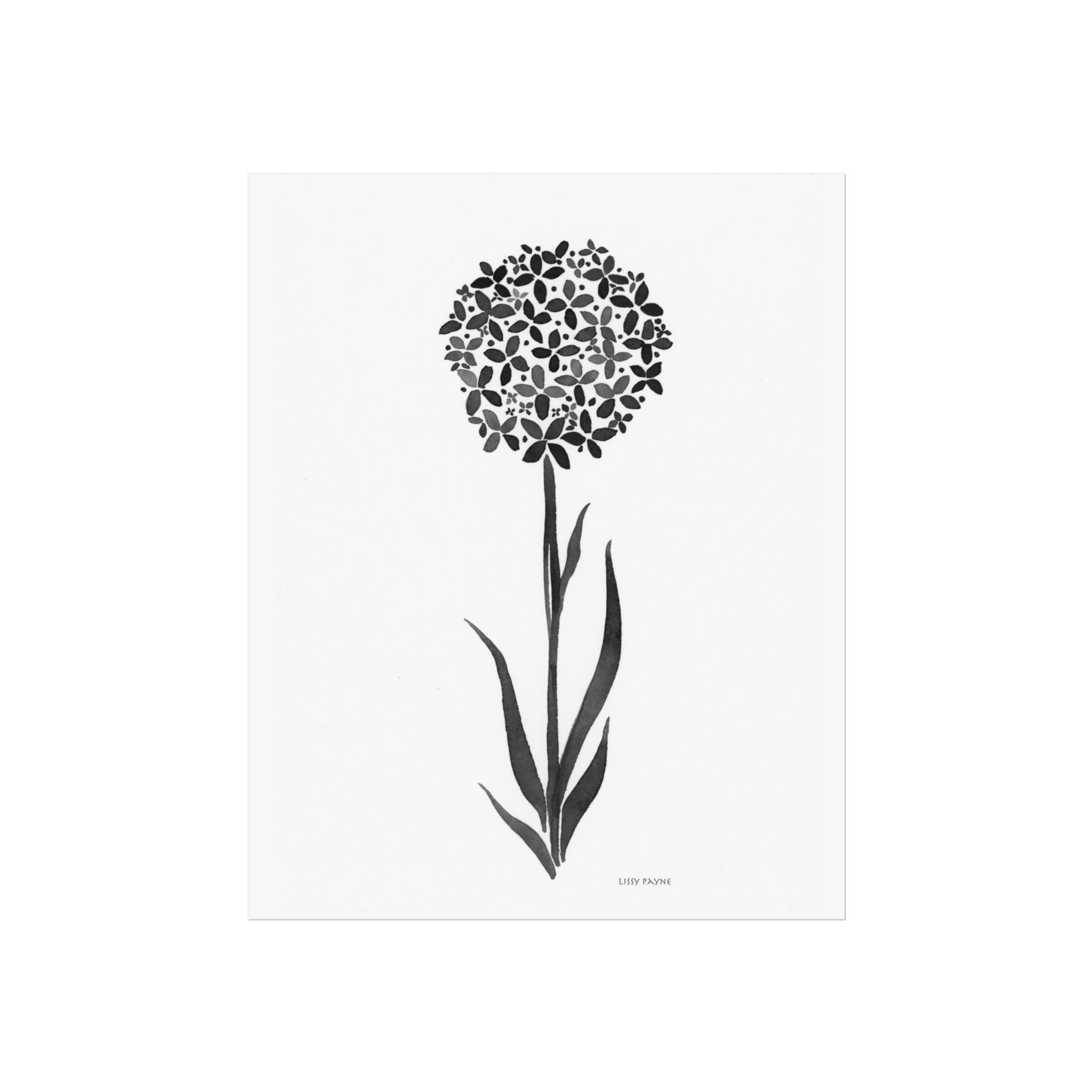 Fine Art Posters Allium Flower Watercolor Print Black and White