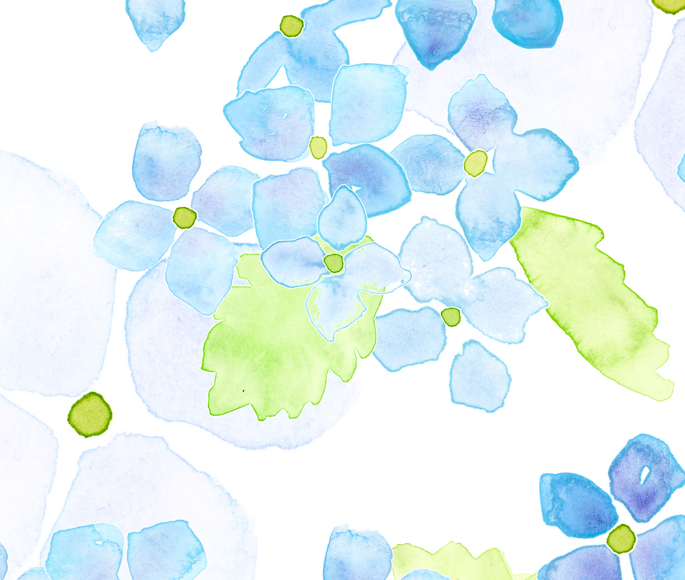 Hydrangea watercolor