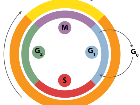 Reproducción celular