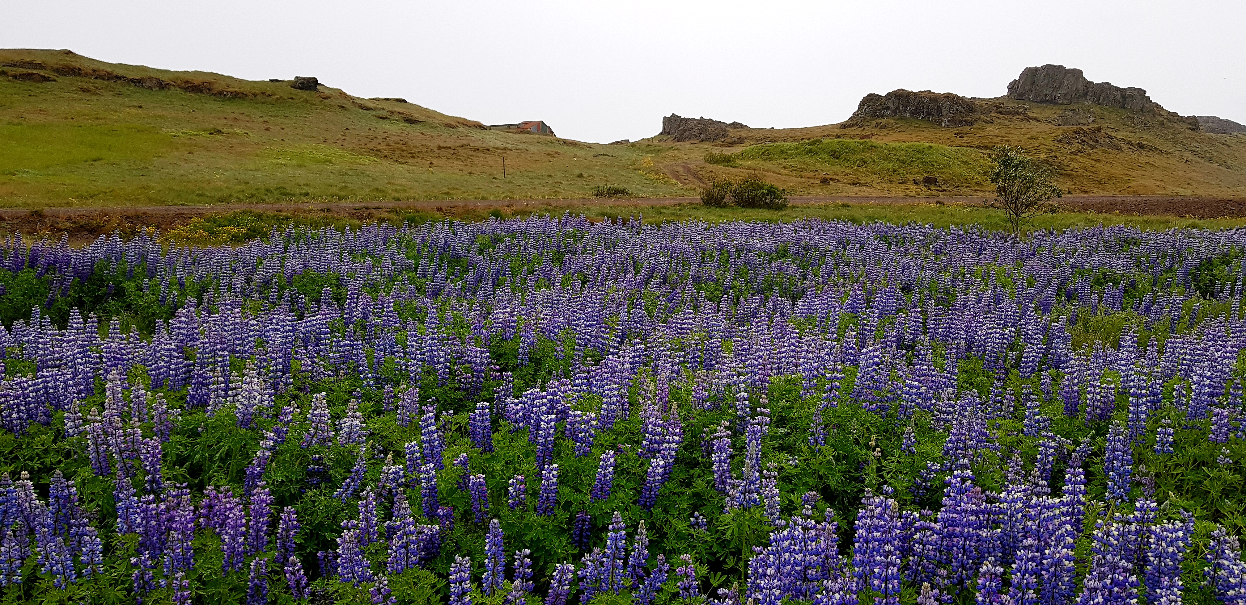 ISLANDE 2019