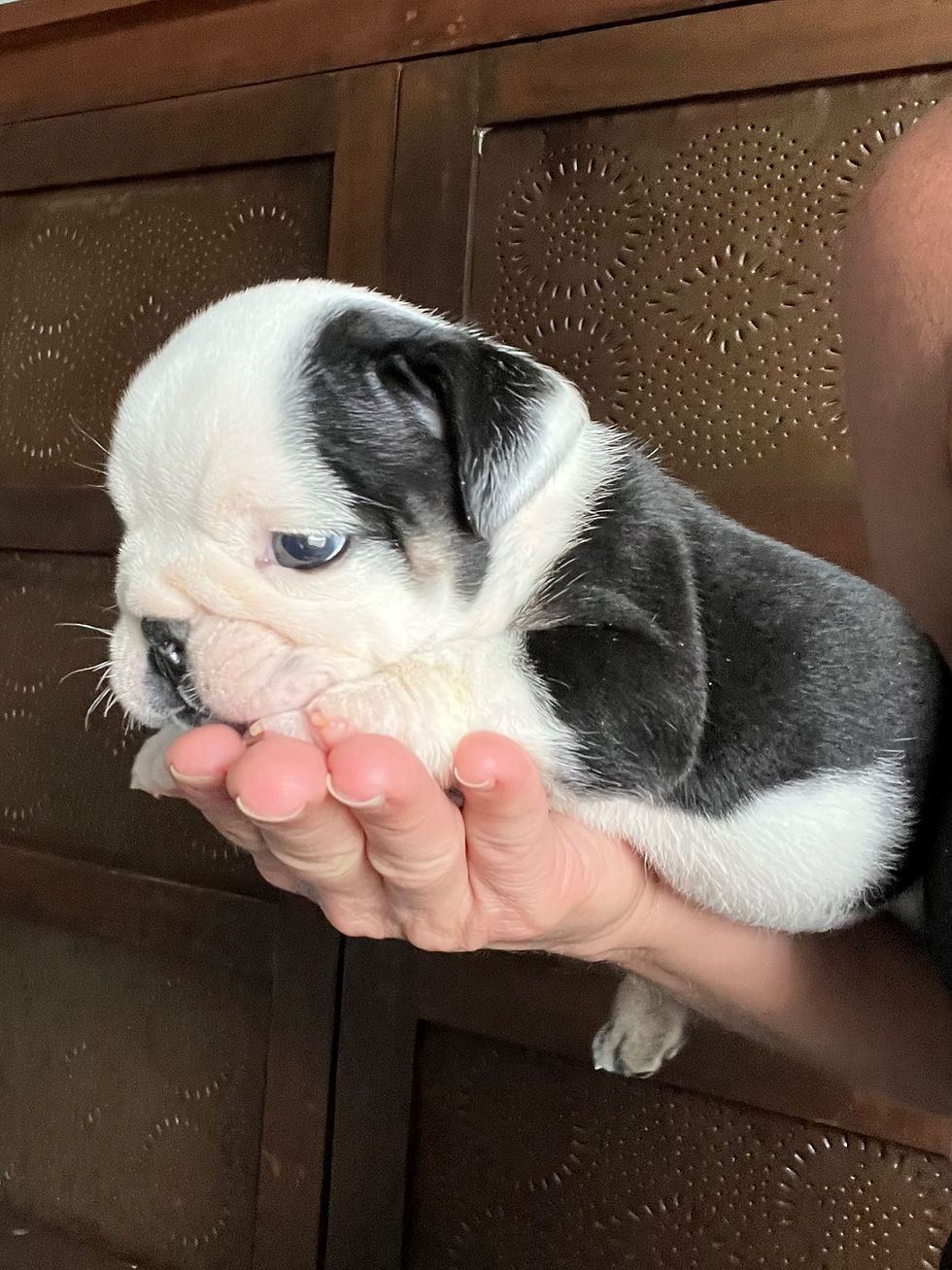 Black and white, English Bulldog puppy