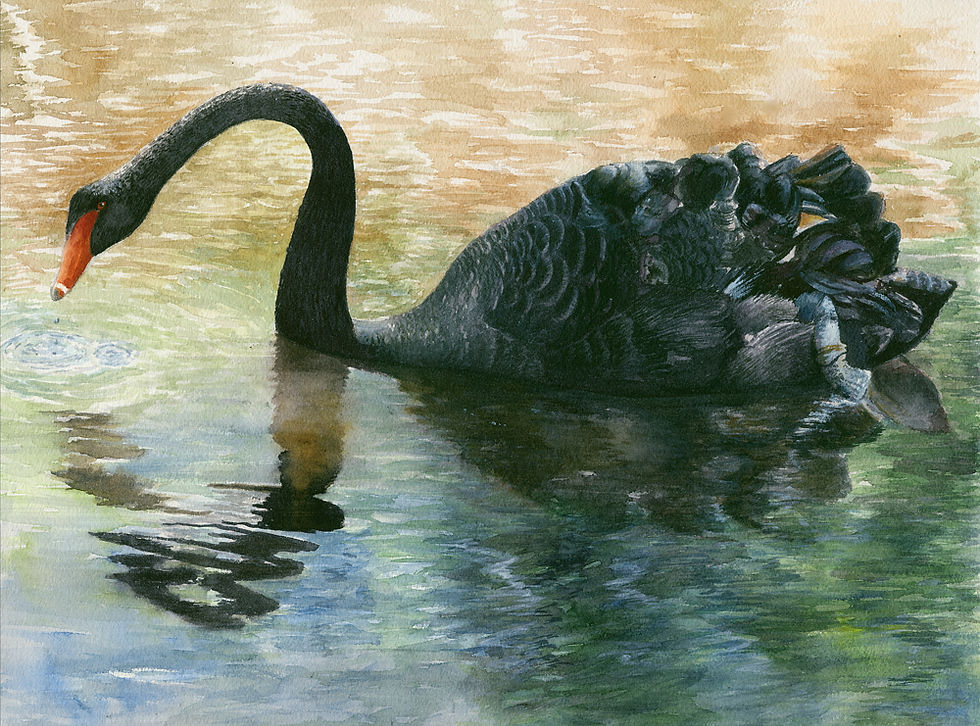black swan menorca copywix.jpg