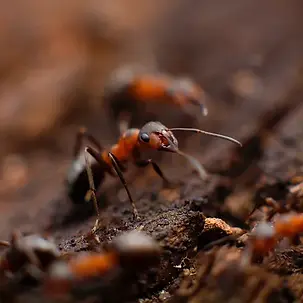 '- Ants
- Crickets
- American Roaches
- Spiders
- Wasps
- Earwigs
- Carpet Beetles
- Silverfish