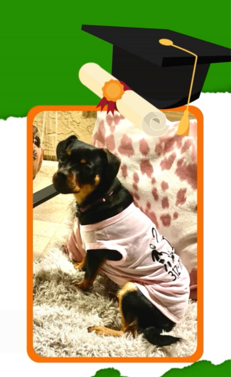 Case study: Frankie