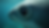 Close-up view of a shark’s eye showing focus and intensity