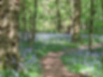 Wild Flowers on Trail