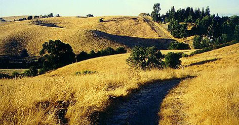 Arastradero Preserve golden fields.jpe