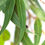 Miniature : HUILES ESSENTIELLES
