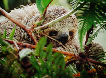 Best sloth Tours in Costa Riaca
