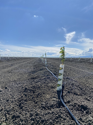 GLF5 New Plantings.png