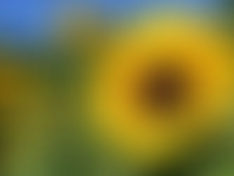 暑くなってきました