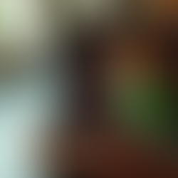 Essential Considerations for Selecting an Airline for Traveling with Your Parrot