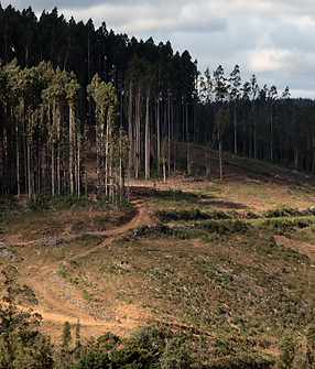 Arauco. Bosque.png