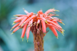Flowers 8