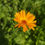 Miniature : Souci Officinal (Calendula) - Alcoolature