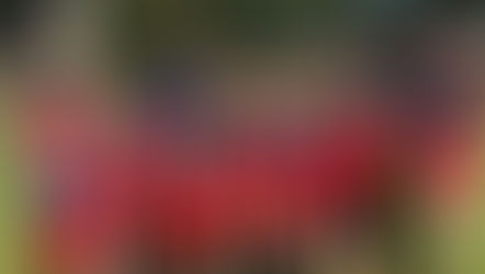 Feriensportcamps in Mühltal – in den Sommerferien 2022