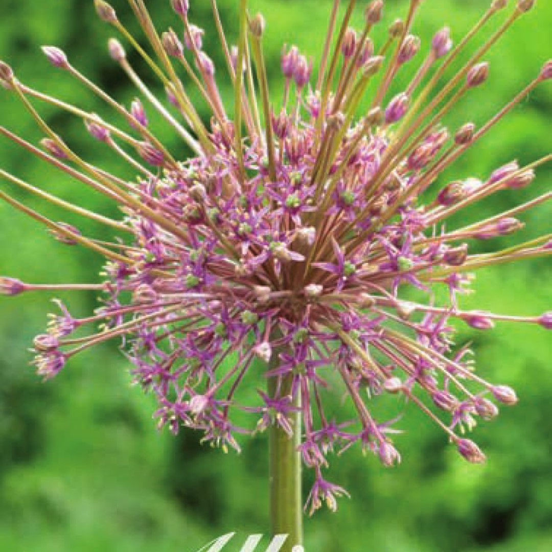 Allium | Schubertii