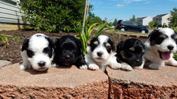 ziva's puppoes 7-16