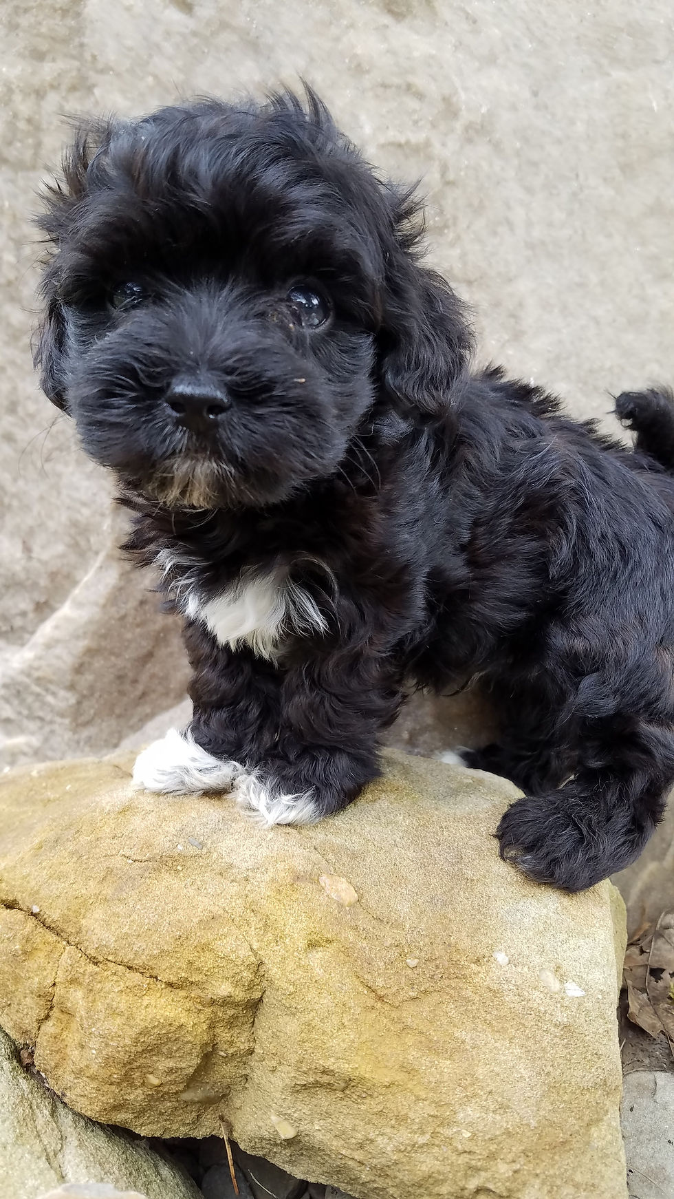 black male