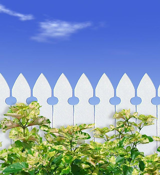 White Picket Fence 