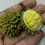Thumbnail: A whole or half opened durian