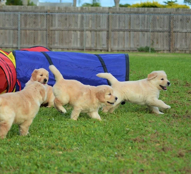 Contact Us Golden Retriever Puppies