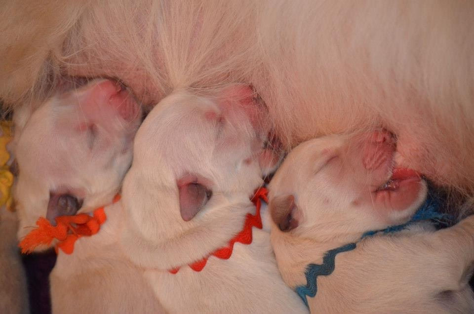 What does it mean to "socialize" a puppy?