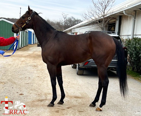 Rudy Rudy Rudy | TRRAC