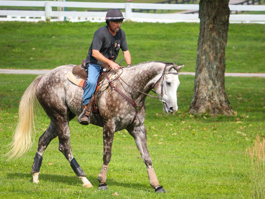 For The Love Of Horses - West Chester Lifestyle