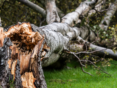 When Storms Strike: Safeguarding Your Septic System