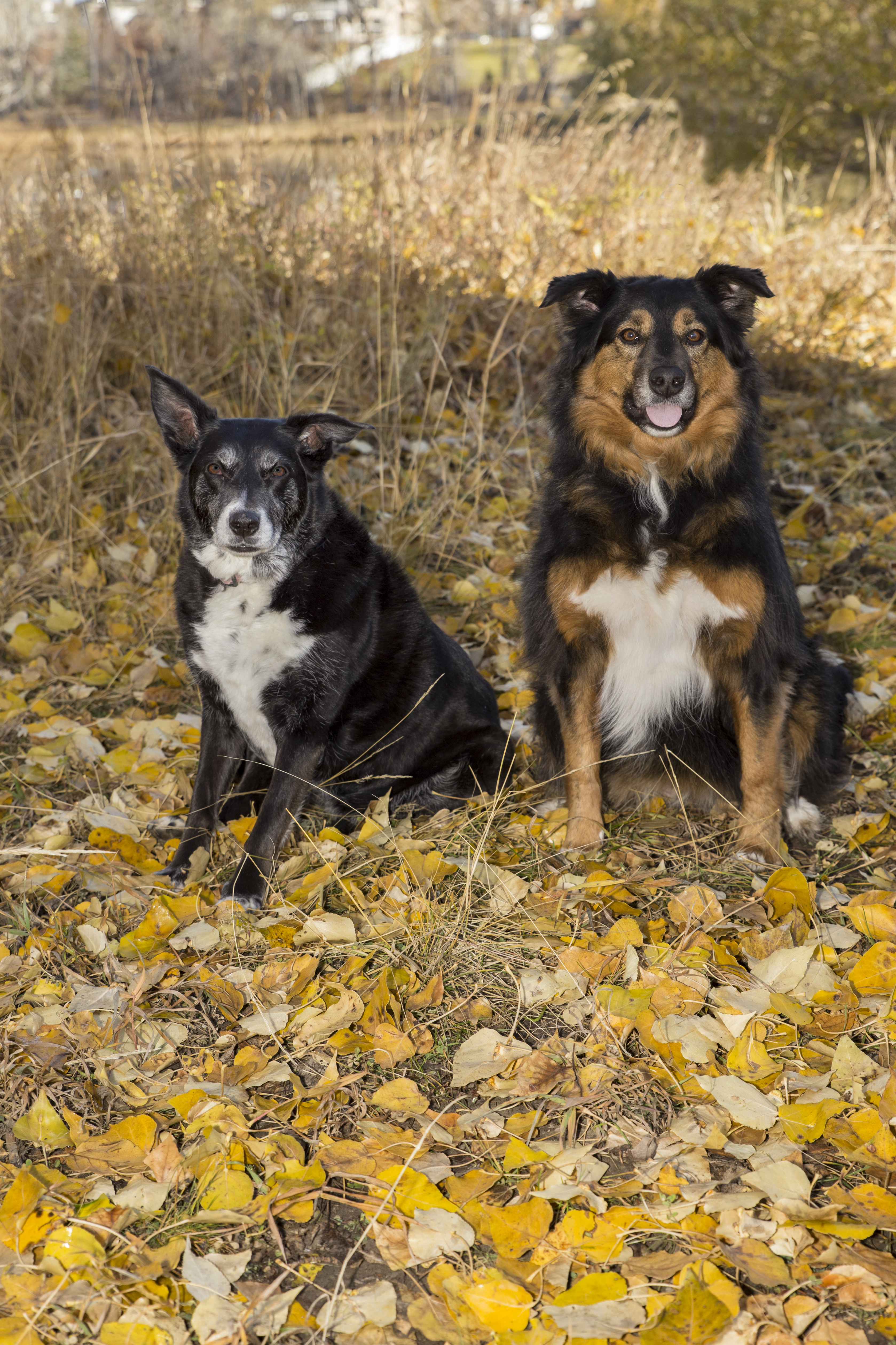 The Pups