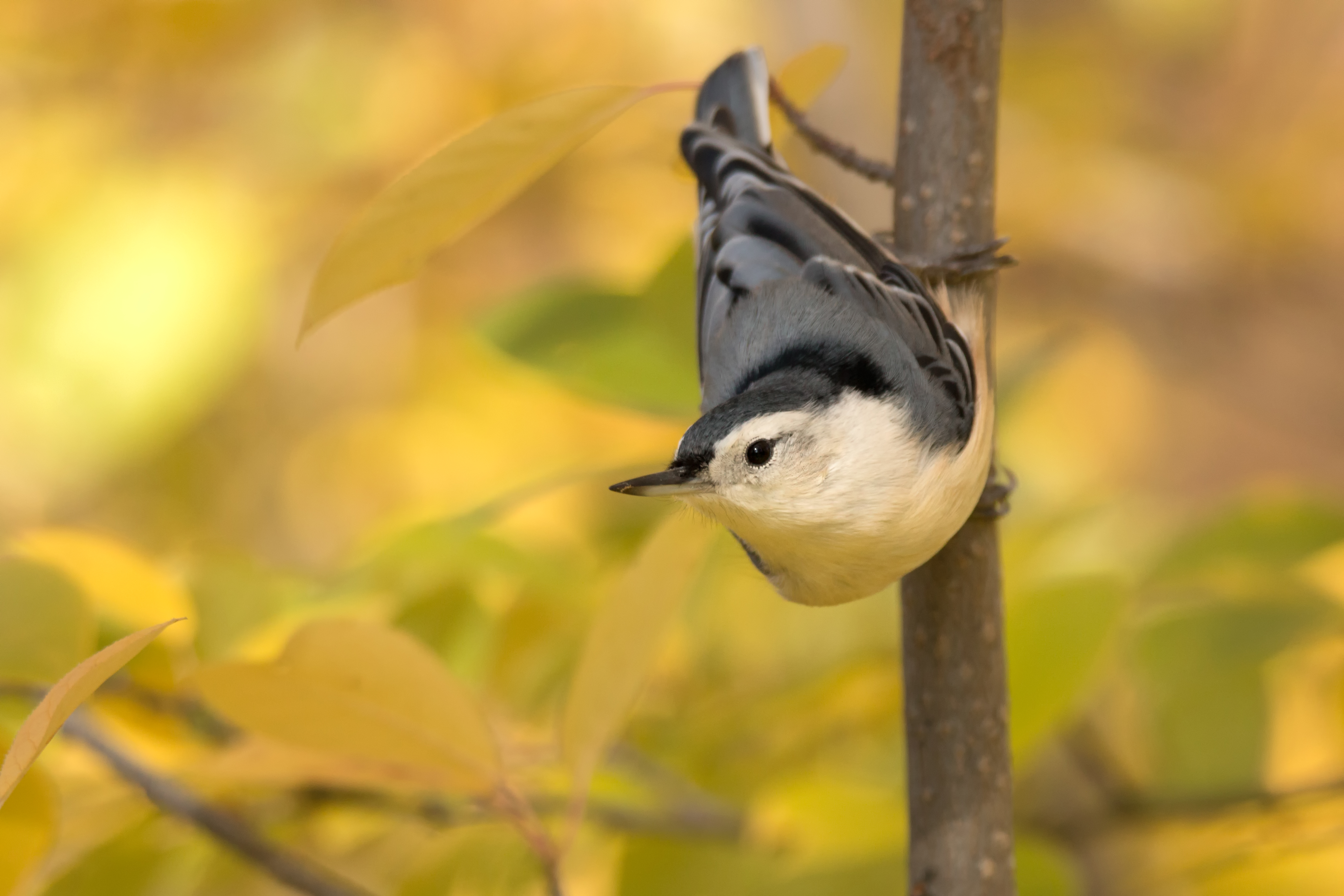 Nuthatch in Fall