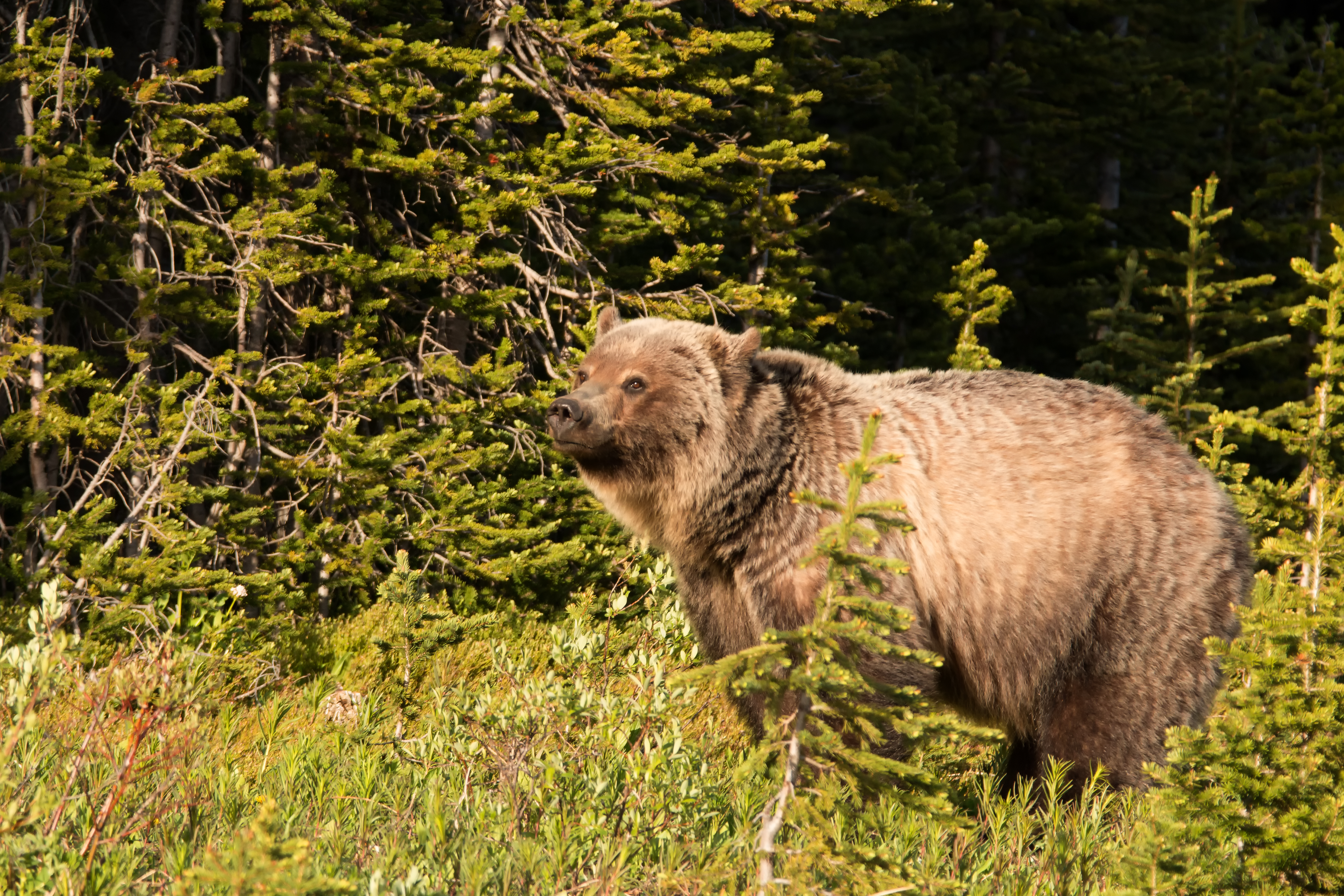 Grizzly Sow