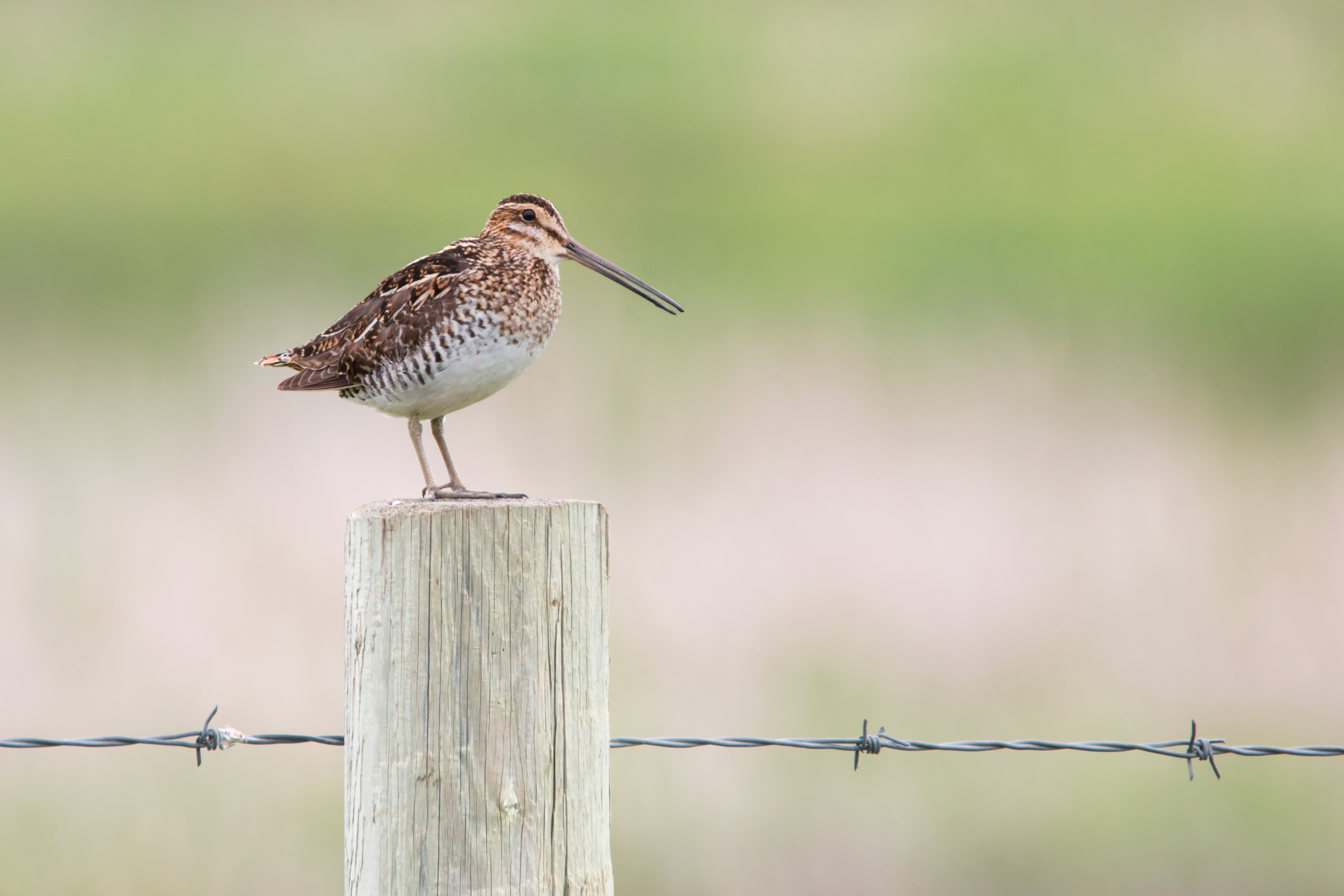 Wilson's snipe