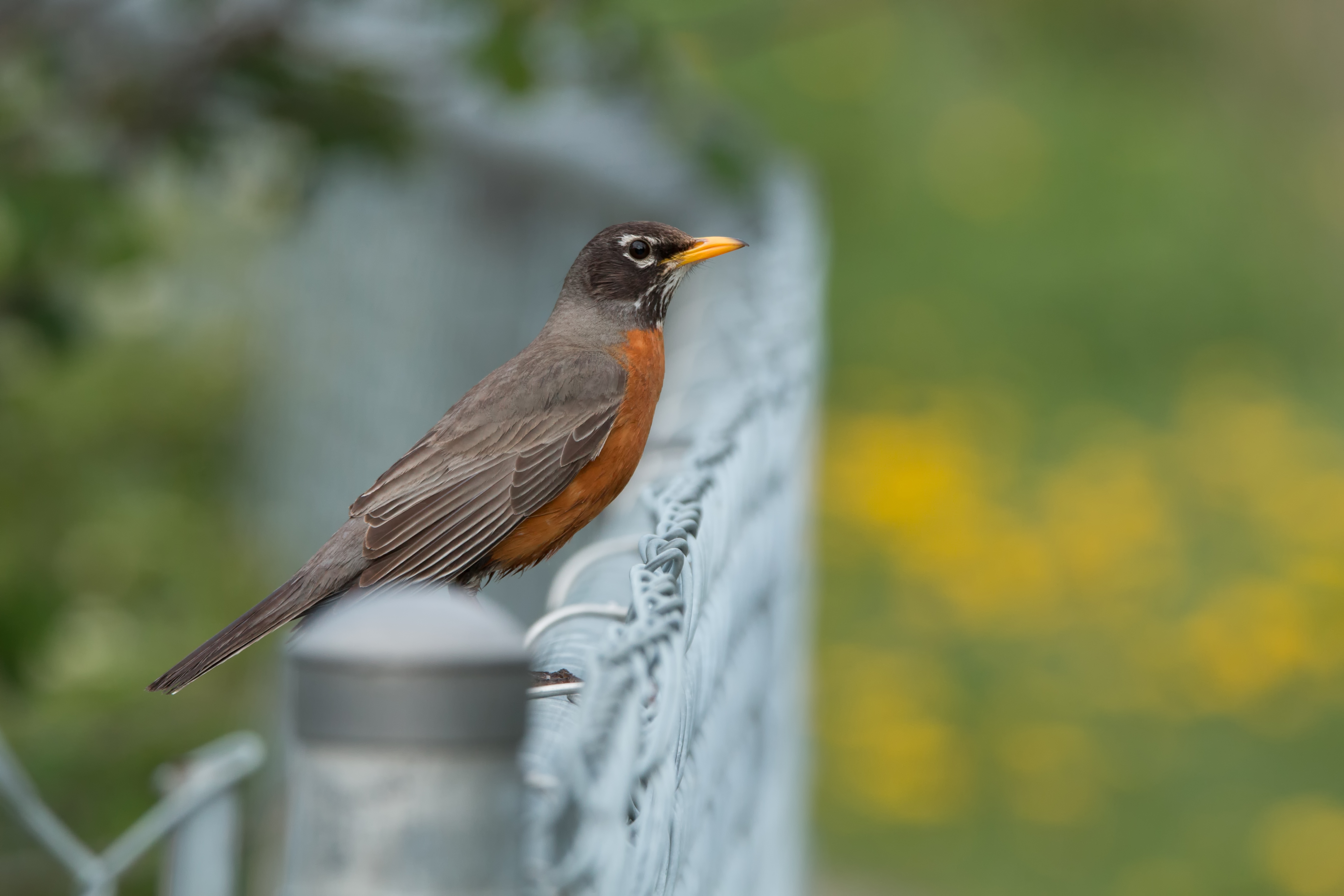 Female American Robin