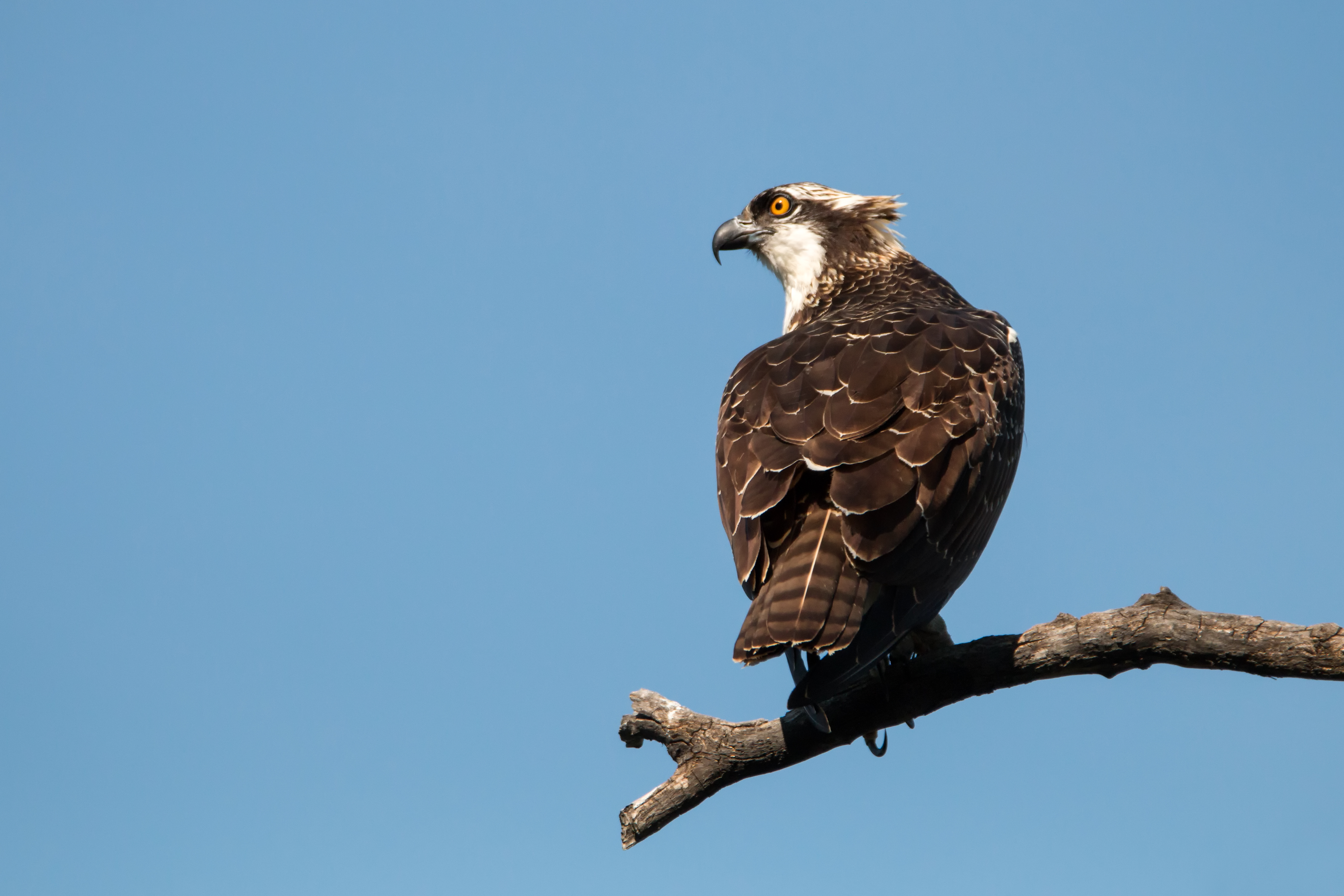 Osprey