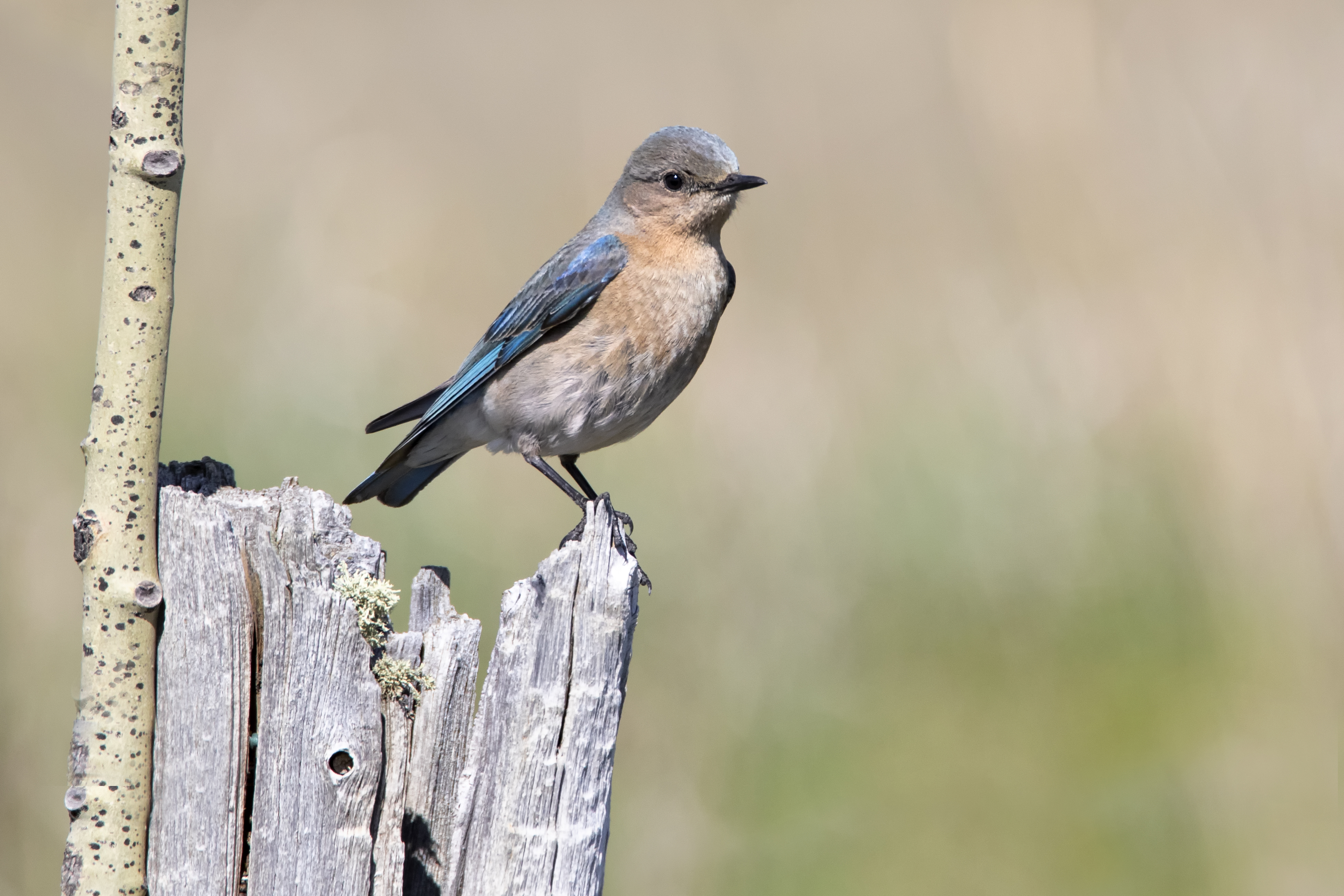 Female Bluebird