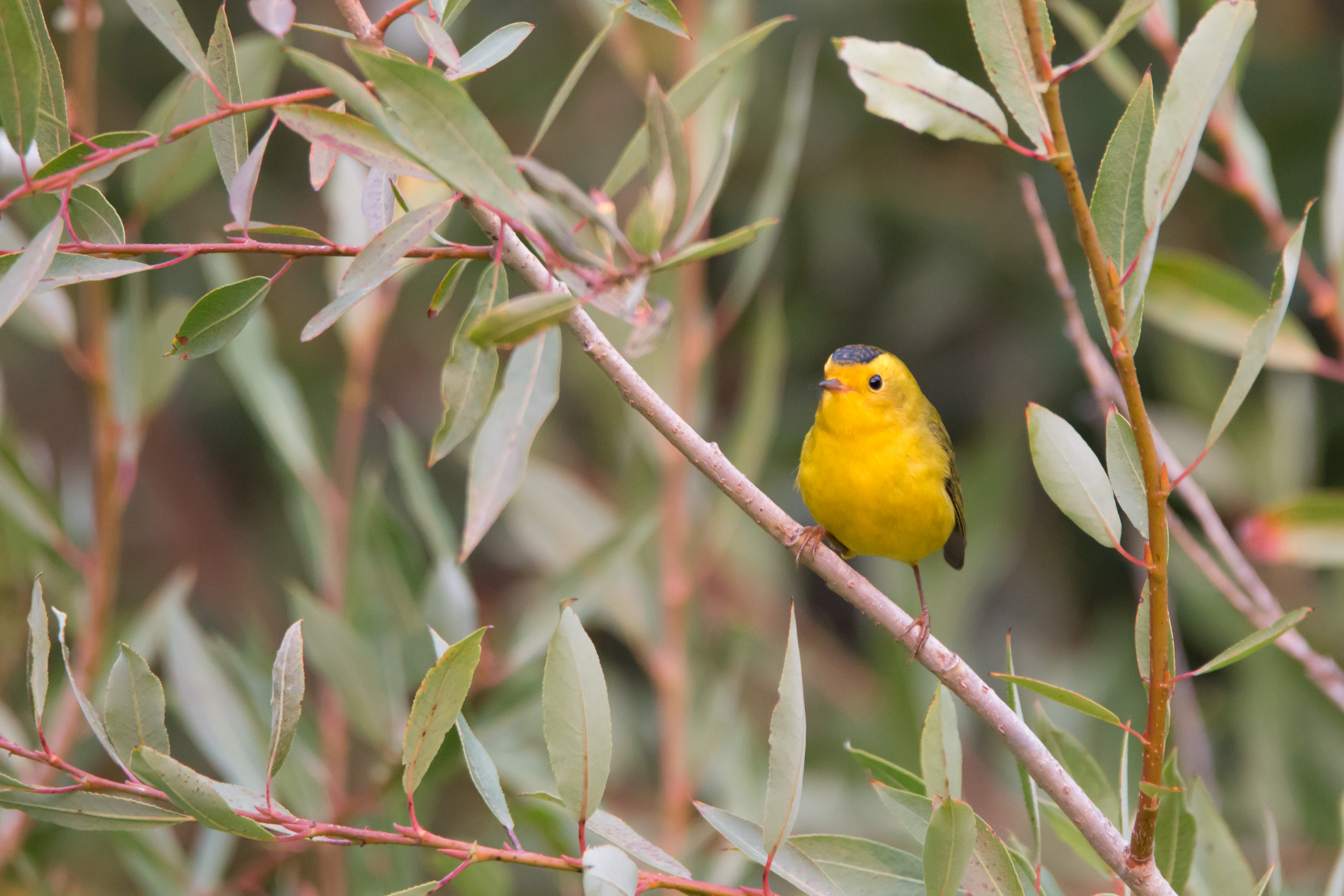 Wilson's Warbler(Male)