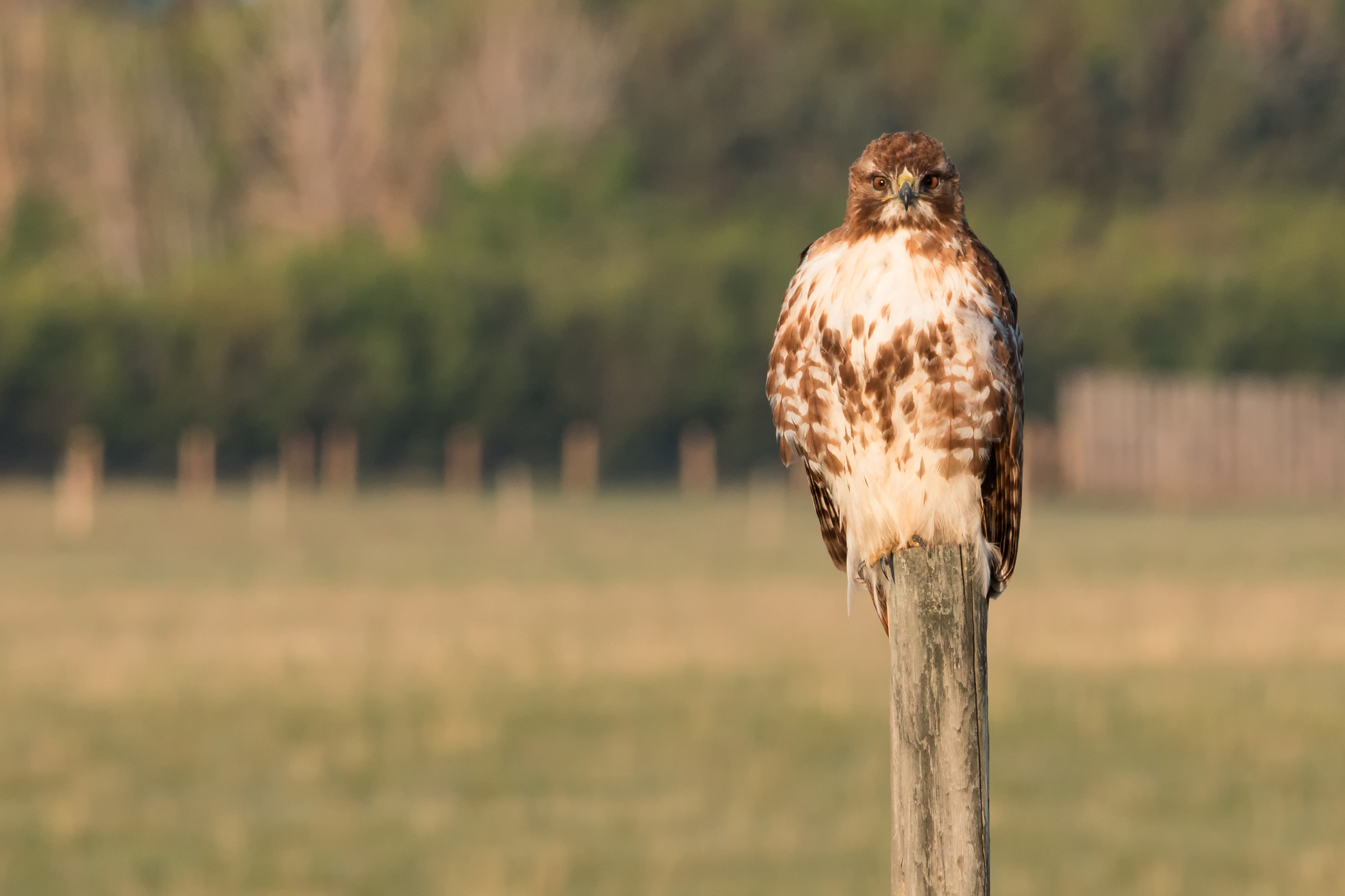 Red-tailed Hawk