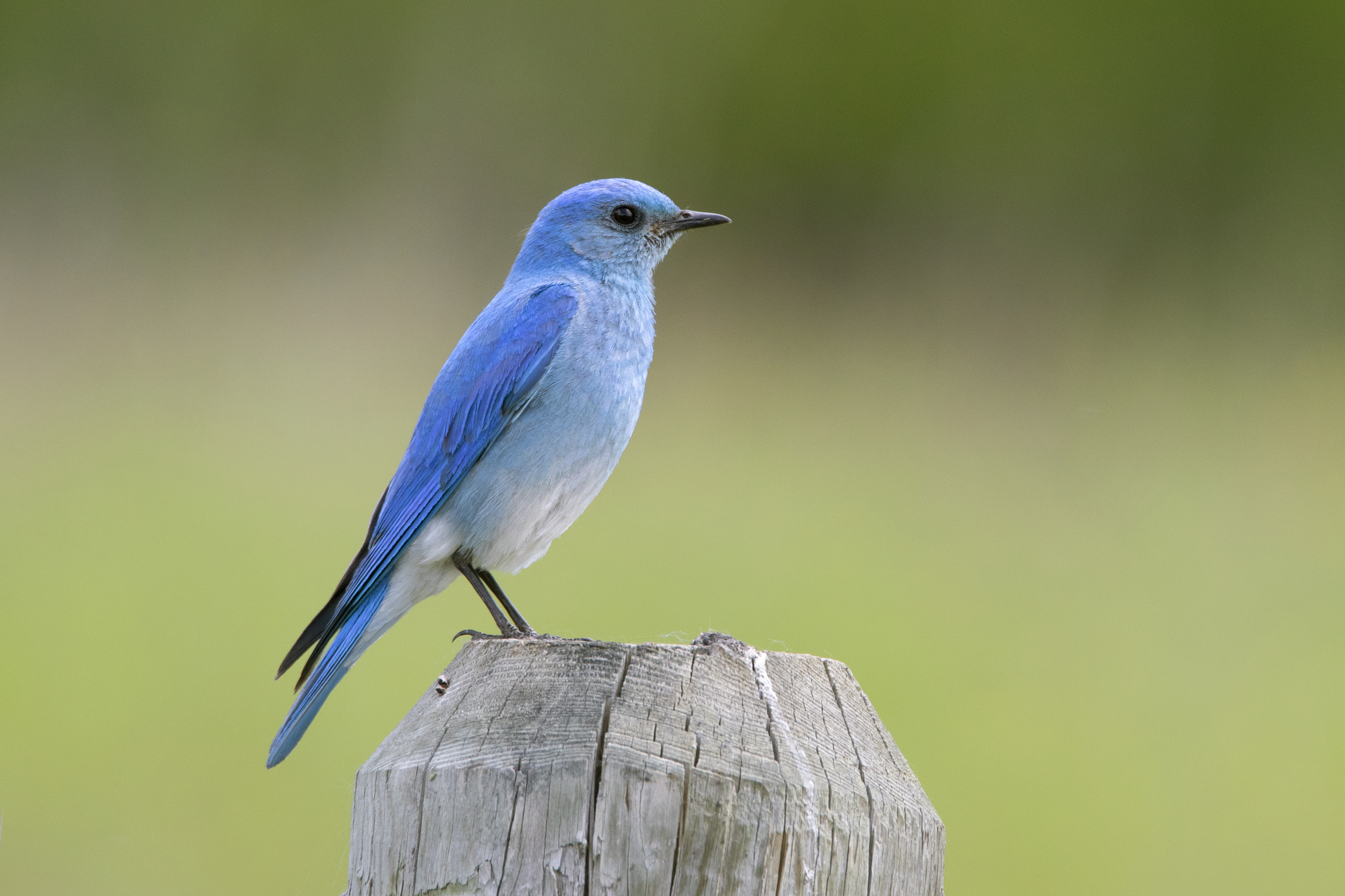 Male Bluebird