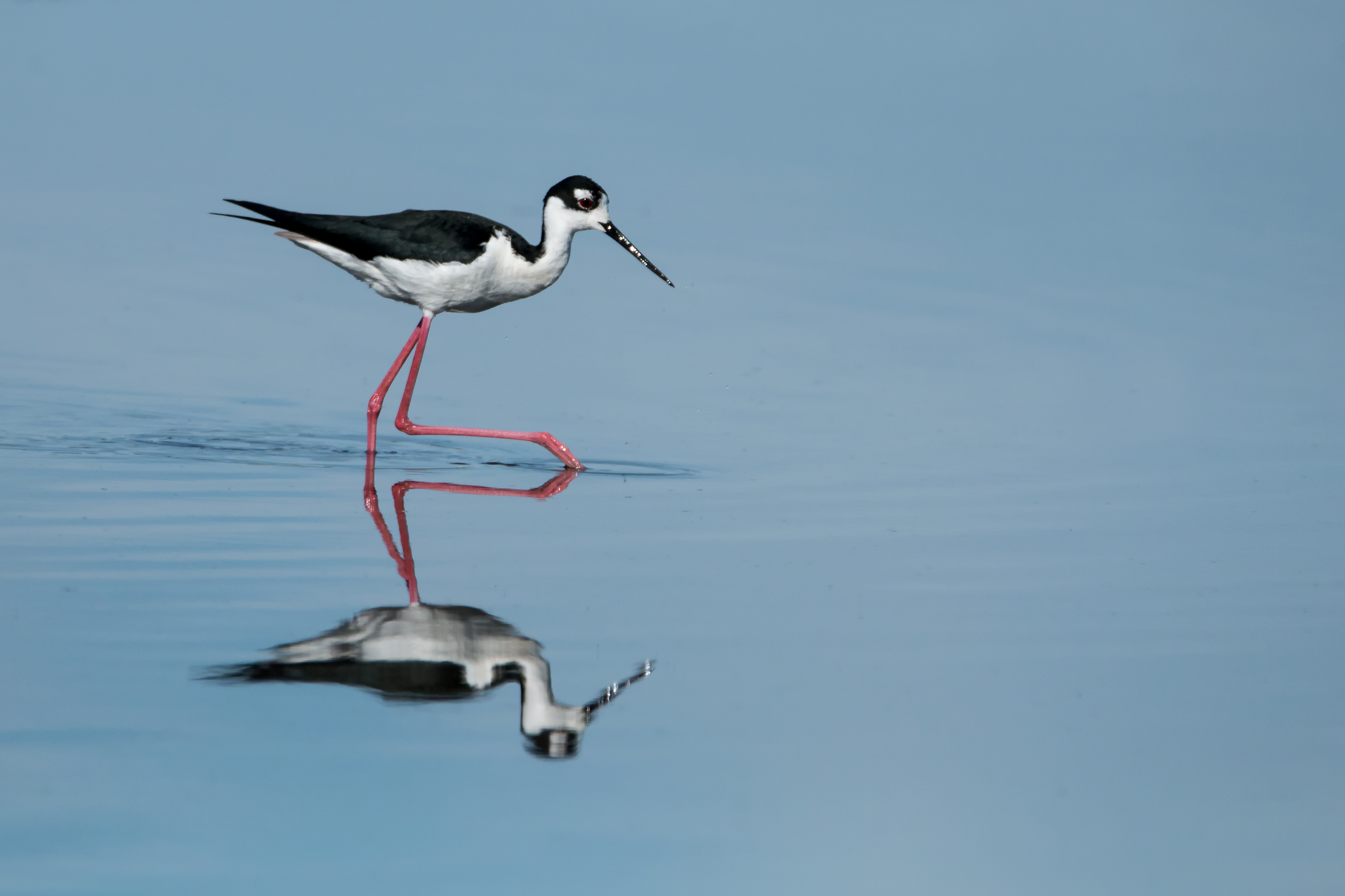 Black-necked Stilt