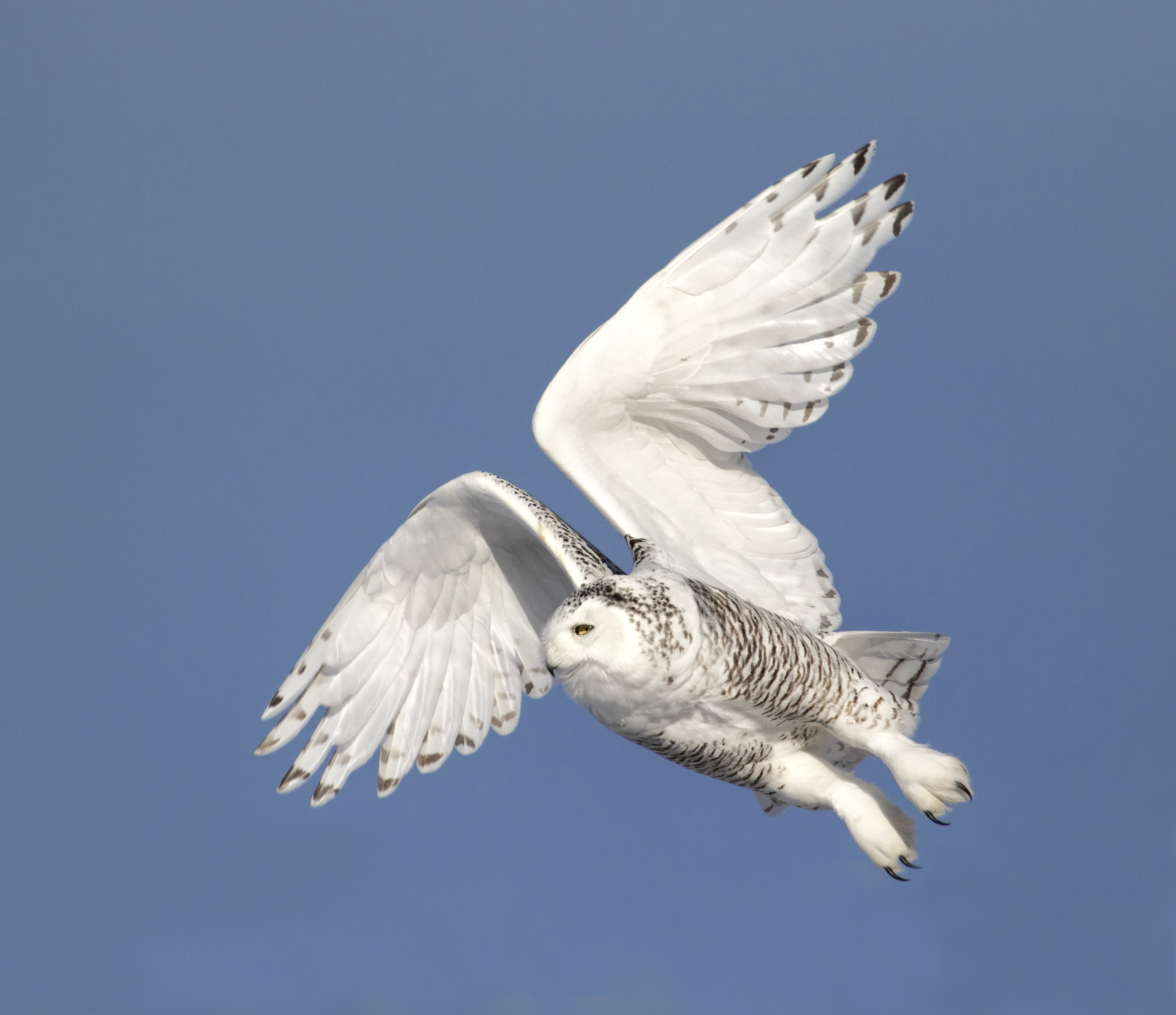 Snowy Flight