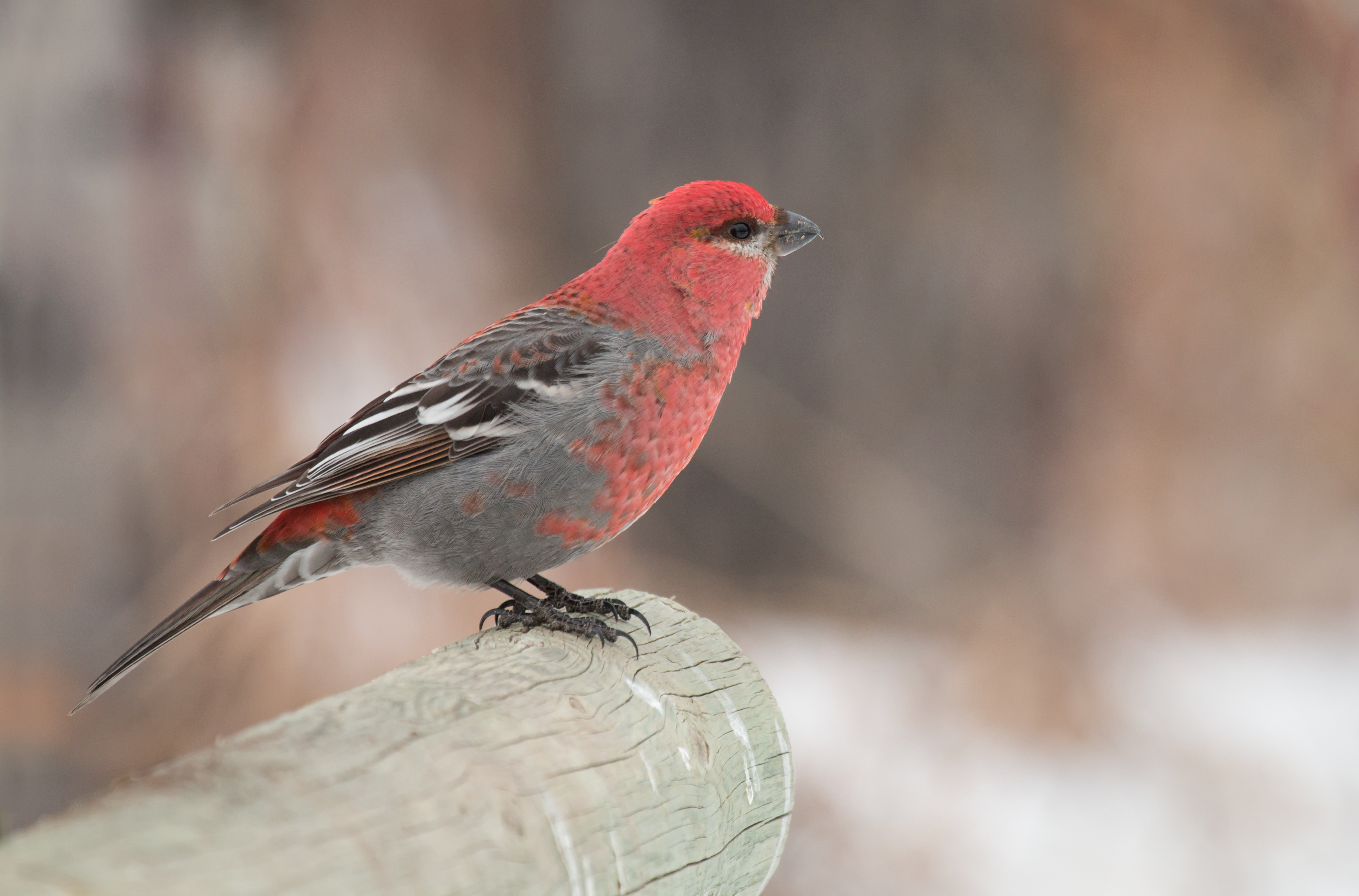 Pine Grosbeak