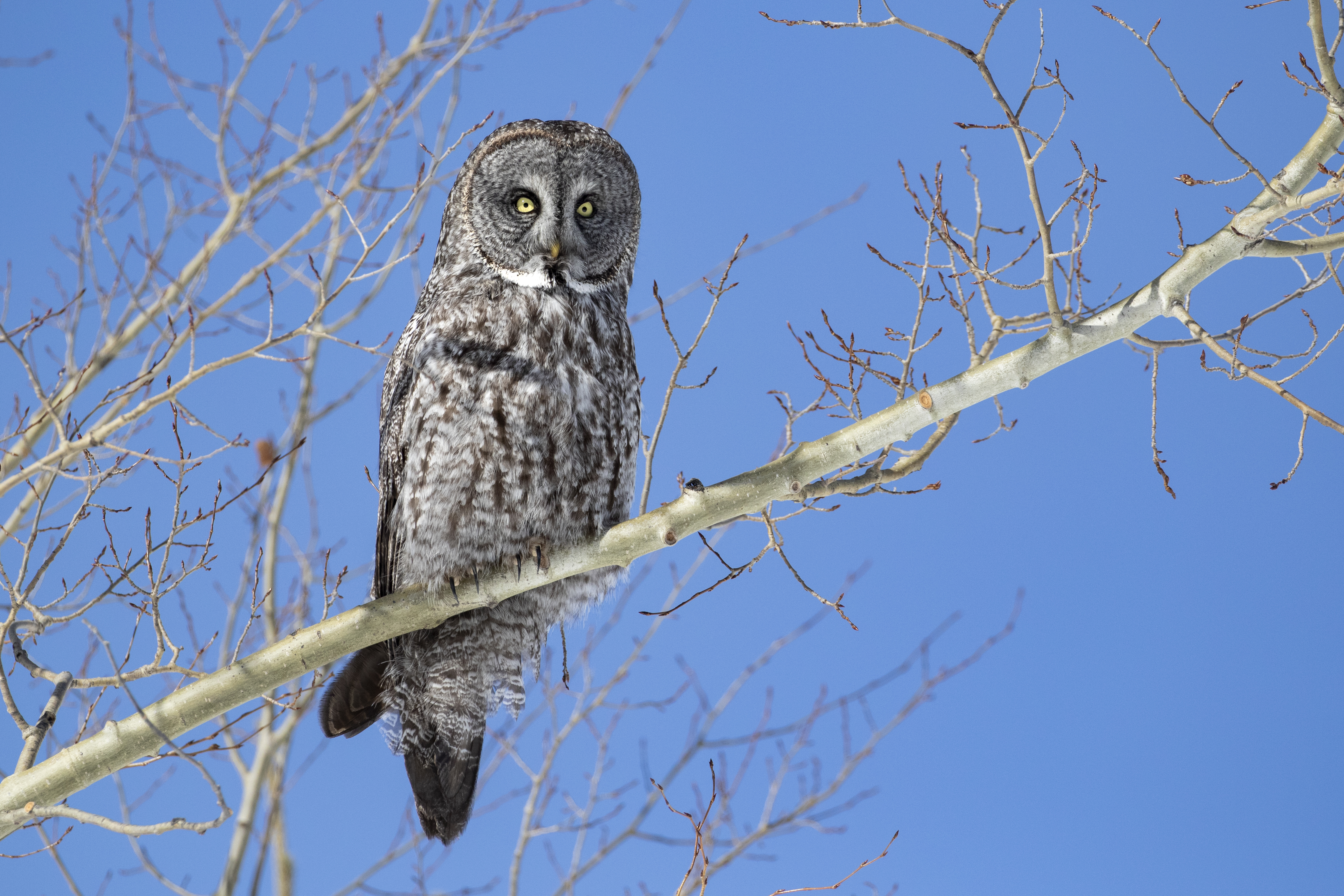Great Gray Owl