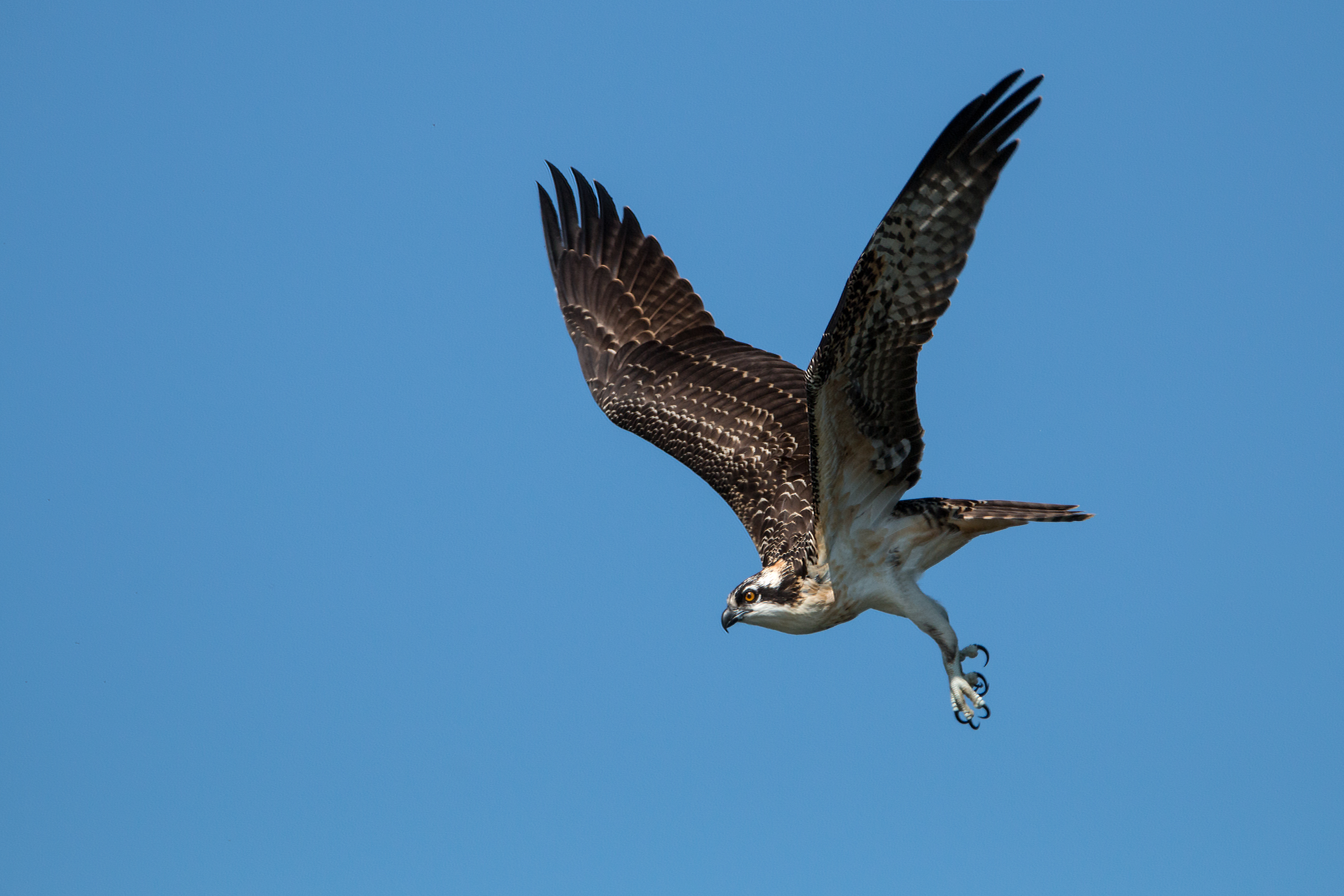 Osprey departure