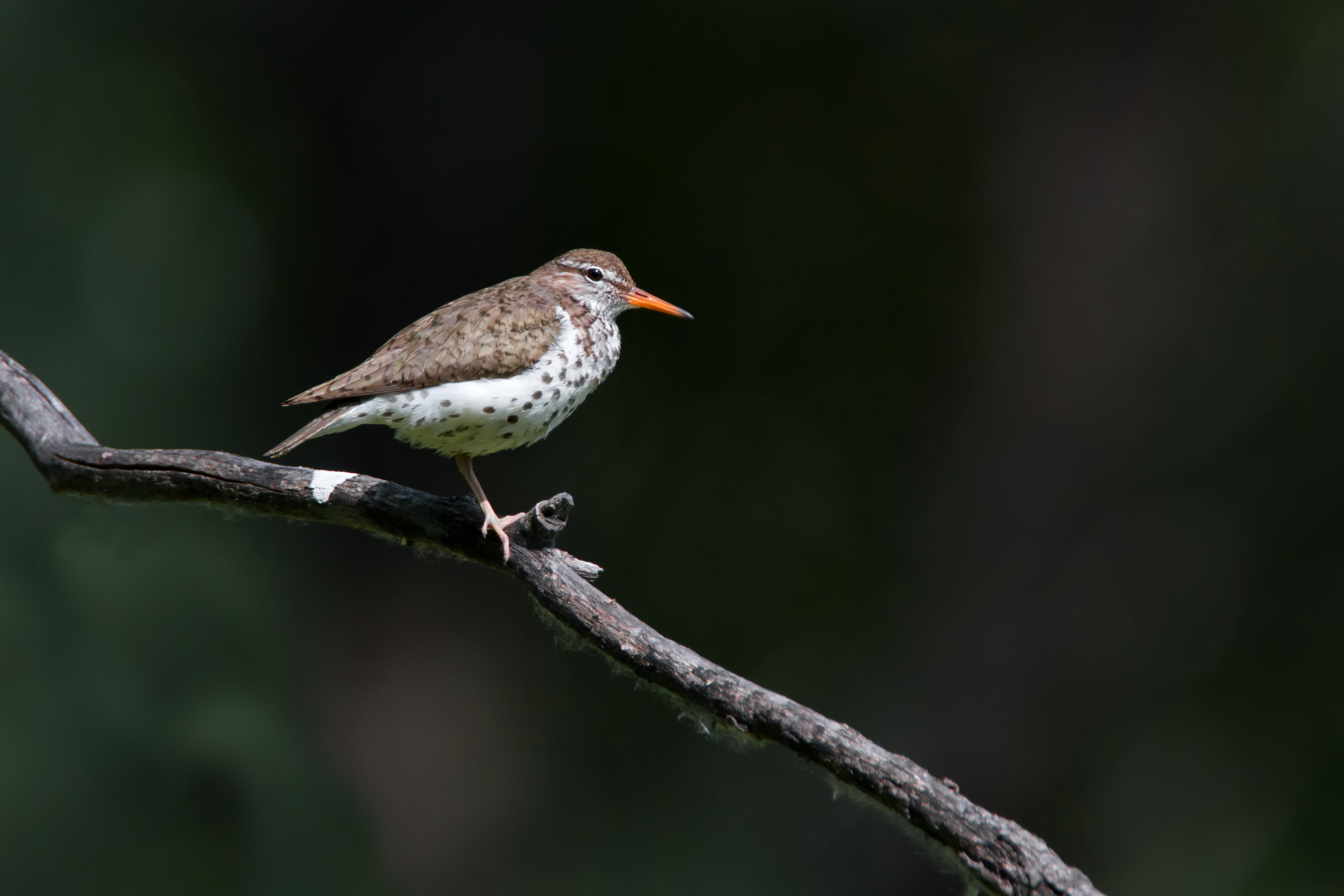 Spotted Sandpiper