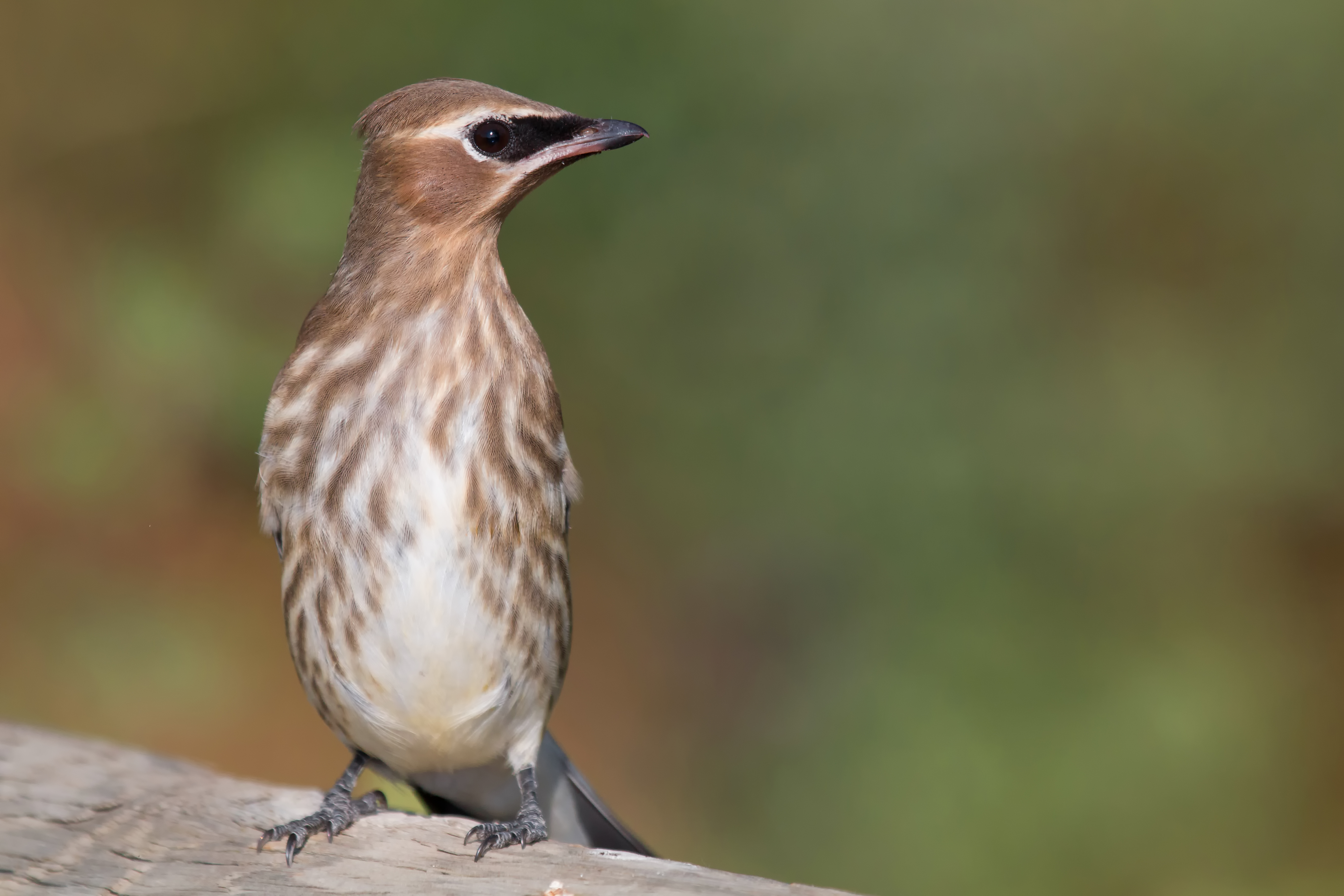 Juvenile Waxwing